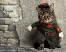 Disfraces para gatos: Los mejores atuendos en nuestra tienda de disfraces online
