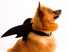Disfraces para perros: La mejor opción para divertir a tu mascota | Encuentra el disfraz perfecto en nuestra tienda online